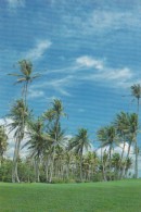 Micronesia Palm Trees - Micronésie