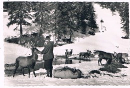 Ö-3049  UNTERLEUTASCH : Wildfüterung - Leutasch