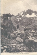 Sufers - Schafherde Bei Den Surettaseen            Ca. 1910 - Sufers