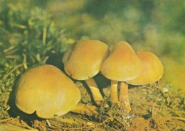 #BV4655  MUSHROOM, PLANT, NATURE, 1990, ROMANIA. - Pilze