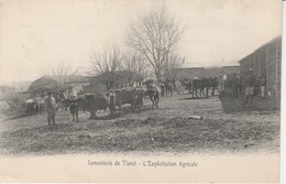 TIARET - Jumenterie De Tiaret - L'Exploitation Agricole - Tiaret