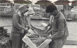 Delcampe - BASSIN D'ARCACHON - Opération Du Détroquage.(récolte Des Huîtres) - Fischerei