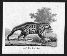 Zibetkatze Zibetkatzen Civet Civets Cat Cats Lithographie - Estampes & Gravures