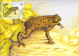 IRLANDE CARTE MAXIMUM NUM YVERT  912 FAUNE  GRENOUILLE BATRACIEN - Maximumkarten