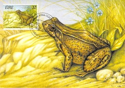 IRLANDE CARTE MAXIMUM NUM YVERT  914 FAUNE  GRENOUILLE BATRACIEN - Tarjetas – Máxima