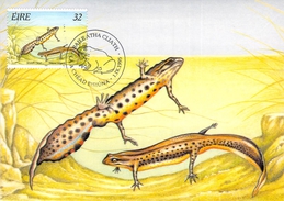 IRLANDE CARTE MAXIMUM NUM YVERT  915 FAUNE  GRENOUILLE BATRACIEN - Tarjetas – Máxima