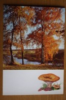 From "Russian Forest" Set  - Lactarius Resimus -  Mushroom - Old Postcard - - Champignon 1971 - Funghi