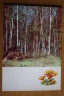 From "Russian Forest" Set  - Antharēllus Cibārius -  Mushroom - Old Postcard - - Champignon 1971 - Champignons