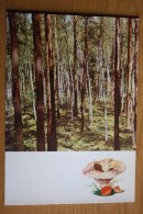 From "Russian Forest" Set  - Lactarius Resimus  -  Mushroom - Old Postcard - - Champignon 1971 - Paddestoelen
