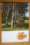 From "Russian Forest" Set  - Paxillus Involutus  -  Mushroom - Old Postcard - - Champignon 1971 - Paddestoelen