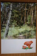 From "Russian Forest" Set  - Lactarius Sect. Deliciosi  -  Mushroom - Old Postcard - - Champignon 1971 - Paddestoelen