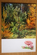 From "Russian Forest" Set  - Lactarius Torminosus  -  Mushroom - Old Postcard - - Champignon 1971 - Champignons