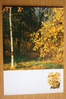 From "Russian Forest" Set  - Armillaria Mellea  -  Mushroom - Old Postcard - - Champignon 1971 - Champignons