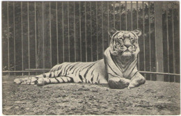 Le Tigre Royal - Wrote But Not Sent - Tijgers