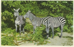 Böhm Zebras In Copenhagen Zoo. S-2976 - Zebra's