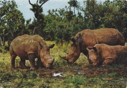 RINOCERONTE - F/G Colore  (120312)) - Rhinozeros