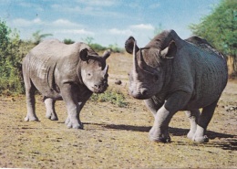 RINOCERONTE - F/G Colore  (120312)) - Rinoceronte