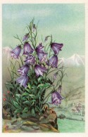Fleurs De Montagne - Campanule  (lithographie) - Blumen