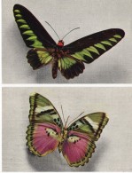 Animaux - Papillons: CETHOSIA Et ORNITHOPTERA BROOKEANA (2 Cartes) - Mariposas