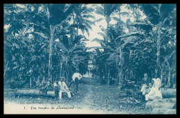 SÃO TOMÉ E PRÍNCIPE - Um Trecho De Plantações ( Ed. António Duarte D'Oliveira & C.ª Nº 1)carte Postale - Sao Tome Et Principe