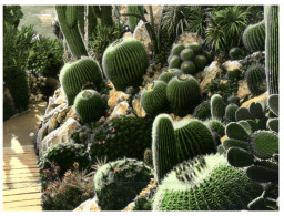 (DEL 930) Monaco - Cactus Garden - Cactusses