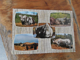Rhinoceros Kenya - Rhinozeros