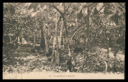 SÃO TOMÉ E PRÍNCIPE- Cacoeiros Em Produção (  Nº 18)carte Postale - Sao Tome Et Principe