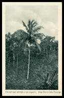 SÃO TOMÉ E PRÍNCIPE - Um Serviçal Subindo Ao Coqueiro. Roça Nova Cuba( Ed. José Teixeira Barboza) Carte Postale - Sao Tome En Principe
