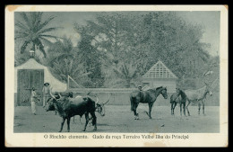 SÃO TOMÉ E PRÍNCIPE -O Rinchão Ciumento.Gado Da Roça Terreiro Velho (Ed. José Teixeira Barboza) Carte Postale - Sao Tome En Principe