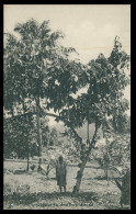 SÃO TOMÉ E PRÍNCIPE - Cacueiro Em Frutificação (Ed. Governo De S. Tomé E Principe R-S/477/1928) Carte Postale - São Tomé Und Príncipe