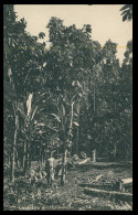 SÃO TOMÉ E PRÍNCIPE - Cacueiro Em Frutificação (Ed. Governo De S. Tomé E Principe R-S/477/1928) Carte Postale - Sao Tome Et Principe