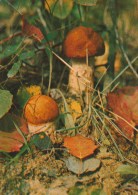 #BV5063  MUSHROOM, PLANT, NATURE, POST CARD. - Hongos