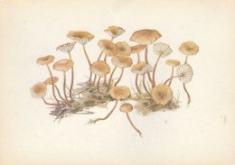 #BV5064  MUSHROOM, PLANT, NATURE, POST CARD RUSSIA. - Champignons