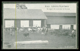 SÃO TOMÉ E PRÍNCIPE - Roça Colonia Açoriana - Grupo De Vacas Leiteiras (Ed. "A Ilustradora") Carte Postale - São Tomé Und Príncipe