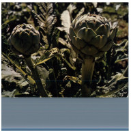 (DEL 254) Flowers - Fleurs - Artichauds - Heilpflanzen