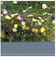 (DEL 254) Flowers - Fleurs - Champetres - Medicinal Plants