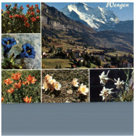 (DEL 254) Flowers - Fleurs - Wengen - Medicinal Plants