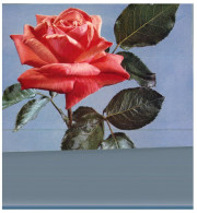 (DEL 254) Flowers - Fleurs - Red Rose - Plantes Médicinales