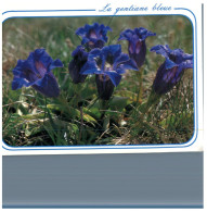 (DEL 254) Flowers - Fleurs - Gentiane Bleu - Geneeskrachtige Planten