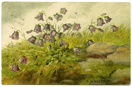 ARTIST : A. HALLER - SWISS ALPINE FLOWERS / ADDRESS - COVENTRY, TILE HILL (REYNOLDS) - Haller, A.