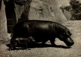 PARC ZOOLOGIQUE PARIS...HIPPOPOTAME ET SON PETIT...CPSM GRAND FORMAT - Flusspferde