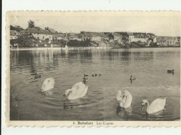 Boitsfort  *  Les Cygnes - Watermael-Boitsfort - Watermaal-Bosvoorde