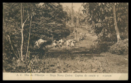 SÃO TOMÉ E PRÍNCIPE - A.C. Ilha Do Principe -Roça Nova Cintra: Campina Do Caminho.   Carte Postale - São Tomé Und Príncipe