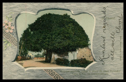 SÃO TOMÉ E PRÍNCIPE -Enorme Parasita Sobre O Muro Da Casa Salvador Levy & Cª No Espalmadouro ( Ed.M.Lança) Carte Postale - Sao Tome En Principe