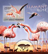 Togo 2013, Animals, Flamingoes, BF - Flamingo's