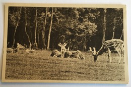 Parc Zoologique De CLERES Cerfs Pseudaxis - Clères