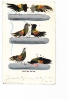 PELEA DE GALLOS VIAGGIATA ANNO 1910 FP - México