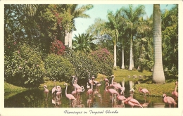 USA - PL - Flamingos In Tropical Florida - Scene In Saratosa Jungle Gardens N° FK.71 - Sarasota