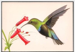 Stat Uniti/United States/États Unis: Intero, Stationery, Entier, Colibri,hummingbird Green Throat, Colibri Vert La Gorge - Colibris