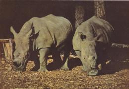 RINOCERONTE    -F/G COLORE  (241114) - Rinoceronte